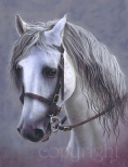 andalucian_horse.jpg