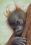 Orangutan_baby.jpg