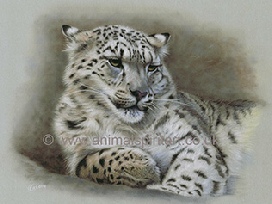 snow-leopard-limited-edition-print
